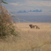  Ngorongoro Crater, TZ